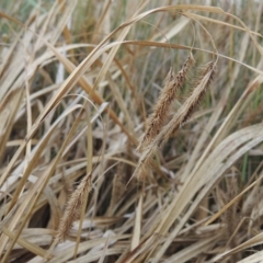 Carex fascicularis (Tassel Sedge) at Molonglo, ACT - 2 Mar 2020 by MichaelBedingfield