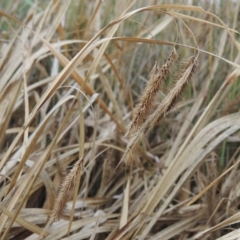 Carex fascicularis (Tassel Sedge) at Molonglo, ACT - 2 Mar 2020 by michaelb