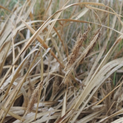 Carex fascicularis (Tassel Sedge) at Coombs Ponds - 2 Mar 2020 by michaelb