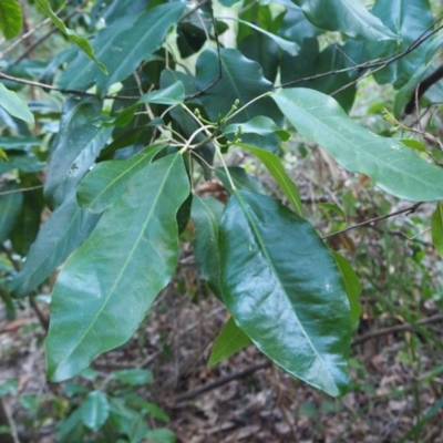 Sarcomelicope simplicifolia subsp. simplicifolia (Big Yellow Wood) at Guerilla Bay, NSW - 27 Jun 2020 by lyndallh