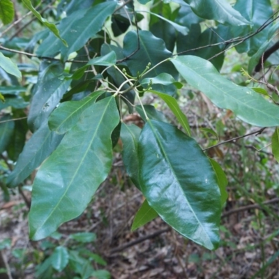 Sarcomelicope simplicifolia subsp. simplicifolia (Big Yellow Wood) at Guerilla Bay, NSW - 27 Jun 2020 by lyndallh@bigpond.com