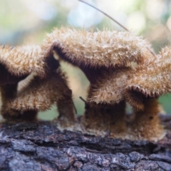 Lentinus fasciatus (Hairy Trumpet) at Rosedale, NSW - 6 Jun 2020 by lyndallh