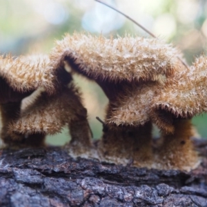 Lentinus fasciatus at Rosedale, NSW - 6 Jun 2020