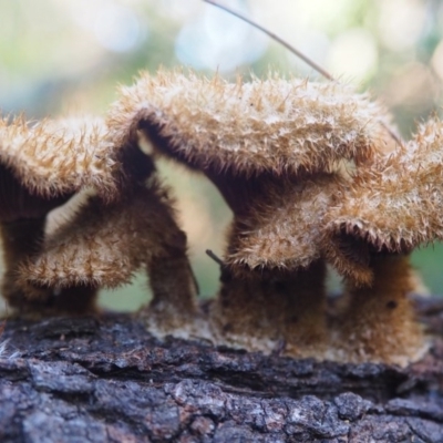 Lentinus fasciatus (Hairy Trumpet) at Rosedale, NSW - 6 Jun 2020 by lyndallh