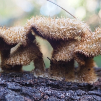 Lentinus fasciatus (Hairy Trumpet) at Rosedale, NSW - 6 Jun 2020 by lyndallh@bigpond.com