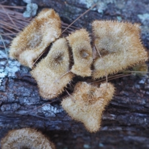 Lentinus fasciatus at Rosedale, NSW - 6 Jun 2020