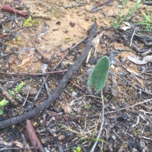 Caladenia sp. at Hackett, ACT - suppressed