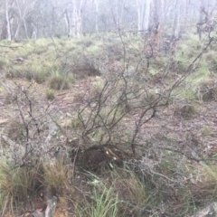 Styphelia triflora (Five-corners) at Mount Majura - 11 Jul 2020 by WalterEgo