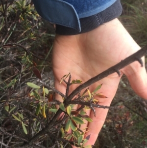 Styphelia triflora at Hackett, ACT - 11 Jul 2020