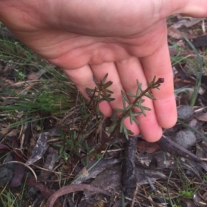 Stackhousia monogyna at Hackett, ACT - 11 Jul 2020