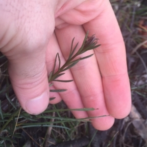 Stackhousia monogyna at Hackett, ACT - 11 Jul 2020