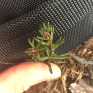 Stackhousia monogyna at Hackett, ACT - 11 Jul 2020