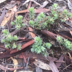 Pultenaea subspicata (Low Bush-pea) at Mount Majura - 11 Jul 2020 by WalterEgo
