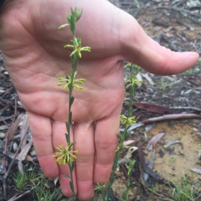 Pimelea curviflora (Curved Rice-flower) at Mount Majura - 11 Jul 2020 by WalterEgo