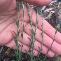 Pimelea curviflora at Hackett, ACT - 11 Jul 2020