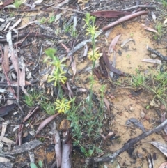 Pimelea curviflora at Hackett, ACT - 11 Jul 2020