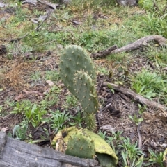 Opuntia stricta (Common Prickly Pear) at Gungaderra Grasslands - 11 Jul 2020 by MReid