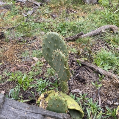 Opuntia stricta (Common Prickly Pear) at Crace, ACT - 11 Jul 2020 by MReid