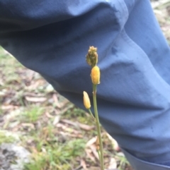 Bulbine sp. at Hackett, ACT - 11 Jul 2020 by WalterEgo