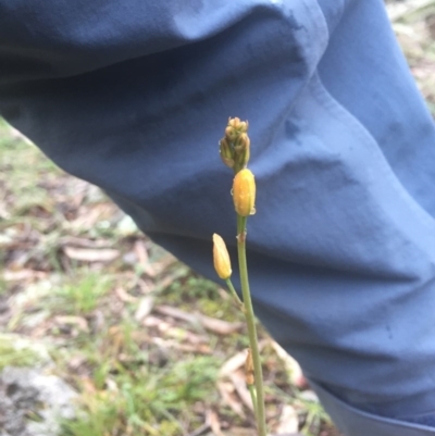 Bulbine sp. at Hackett, ACT - 11 Jul 2020 by WalterEgo