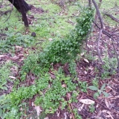 Asparagus asparagoides (Bridal Creeper, Florist's Smilax) at Mount Pleasant - 11 Jul 2020 by SilkeSma