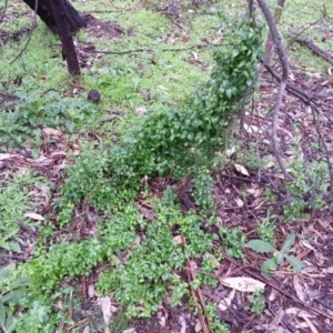 Asparagus asparagoides at Campbell, ACT - 11 Jul 2020