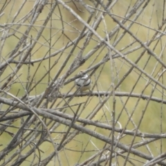 Stizoptera bichenovii (Double-barred Finch) at Wandiyali-Environa Conservation Area - 12 Jul 2020 by YumiCallaway