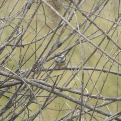 Stizoptera bichenovii (Double-barred Finch) at Wandiyali-Environa Conservation Area - 12 Jul 2020 by YumiCallaway