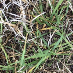 Lolium arundinaceum (Tall Fescue) at Hughes, ACT - 12 Jul 2020 by ruthkerruish