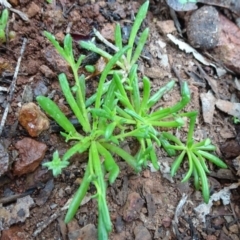 Calandrinia sp. (A Purslane) at Mount Ainslie to Black Mountain - 11 Jul 2020 by JanetRussell