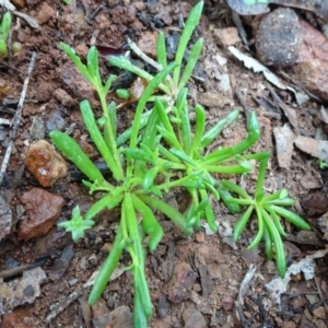 Calandrinia sp. at Campbell, ACT - 11 Jul 2020 11:57 AM