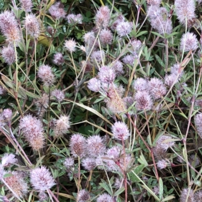 Trifolium arvense var. arvense (Haresfoot Clover) at Hughes Garran Woodland - 12 Jul 2020 by ruthkerruish