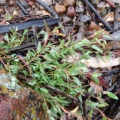 Einadia nutans subsp. nutans (Climbing Saltbush) at Mount Ainslie to Black Mountain - 11 Jul 2020 by JanetRussell