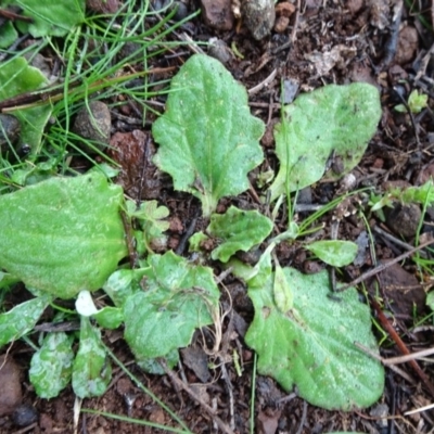 Cymbonotus sp. (preissianus or lawsonianus) (Bears Ears) at Mount Pleasant - 11 Jul 2020 by JanetRussell