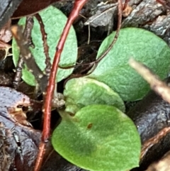 Pterostylidinae (greenhood alliance) (A Greenhood) at Burra, NSW - 12 Jul 2020 by Safarigirl
