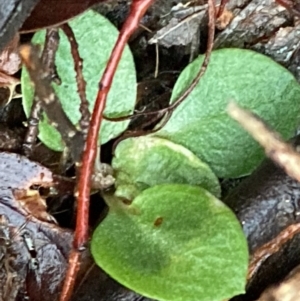 Pterostylidinae (greenhood alliance) at Burra, NSW - 12 Jul 2020