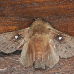 Opsirhina lechriodes (Opsirhina lechriodes) at Congo, NSW - 11 Jul 2020 by jb2602