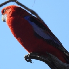 Platycercus elegans (Crimson Rosella) at Campbell Park Woodland - 1 Sep 2019 by RodDeb