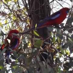 Platycercus elegans at Majura, ACT - 1 Sep 2019 02:16 PM