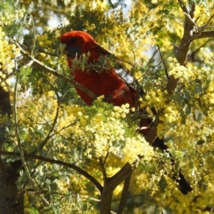 Platycercus elegans at Majura, ACT - 1 Sep 2019 02:16 PM