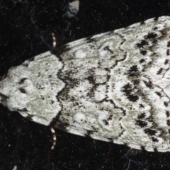 Calathusa basicunea (Eastern Calathusa) at Congo, NSW - 11 Jul 2020 by jb2602