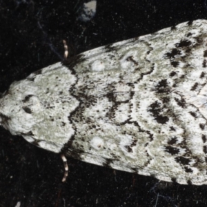 Calathusa basicunea at Congo, NSW - 11 Jul 2020 10:12 PM
