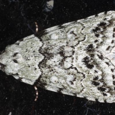 Calathusa basicunea (Eastern Calathusa) at Congo, NSW - 11 Jul 2020 by jb2602