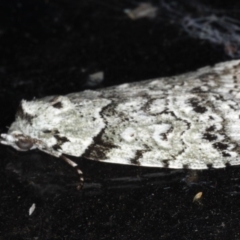 Calathusa basicunea at Congo, NSW - 11 Jul 2020 10:12 PM