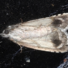 Calathusa basicunea at Congo, NSW - 11 Jul 2020 10:12 PM