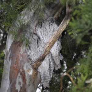 Podargus strigoides at Congo, NSW - 11 Jul 2020