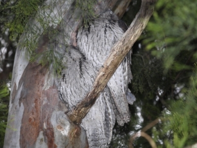 Podargus strigoides (Tawny Frogmouth) at Congo, NSW - 11 Jul 2020 by jb2602