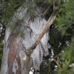 Podargus strigoides (Tawny Frogmouth) at Congo, NSW - 11 Jul 2020 by jbromilow50