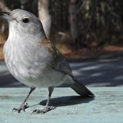 Colluricincla harmonica (Grey Shrikethrush) at Tidbinbilla Nature Reserve - 10 Aug 2017 by RodDeb