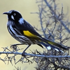 Phylidonyris novaehollandiae (New Holland Honeyeater) at Fyshwick, ACT - 15 Jul 2019 by RodDeb